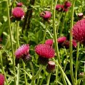 Cirsium rivulare